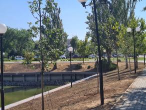 На Лебедином озере начали высаживать деревья