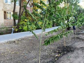 Вандалы испортили новую аллею