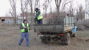 В Парке велосипедистов проводят омолаживающую обрезку деревьев