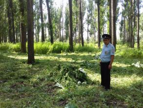 Информация по скосу и уничтожению дикорастущей наркосодержащих растений на территории района.