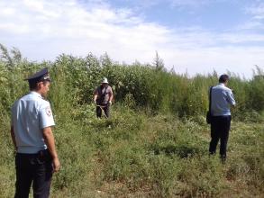 Рейдовые мероприятия по скосу и уничтожению дикорастущих наркосодержащих растений на территории района