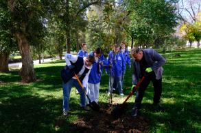 На откосе Астраханского кремля высадили дубы