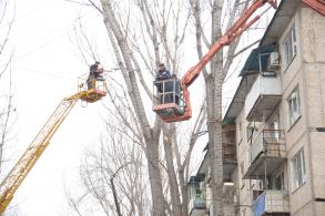 В Астрахани продолжаются работы по опиловке деревьев
