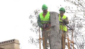 В школах и детских садах города продолжается масштабная опиловка деревьев