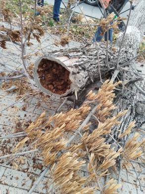 На площади Ленина высадят 50 краснолиственных клёнов