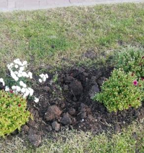Вандалы похитили цветы с городских клумб