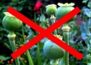 ИНФОРМАЦИЯ  о результатах проведения операции «МАК-2016» по состоянию на 1 июля 2016 года 