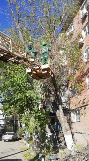 Около четырех тысяч деревьев опилили с начала года в Астрахани