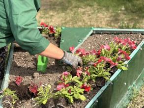 К майским торжествам на территории общественных пространств высадят около 60 тысяч цветов