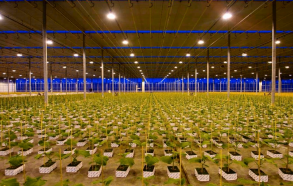 В Астрахани построят современный тепличный комплекс