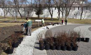 В Астрахани высадят около миллиона цветов и более 10 тысяч деревьев