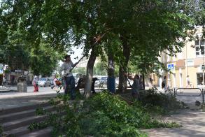 В Астрахани провели опиловку деревьев на ул. Свердлова и Эспланадной