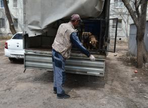 Городской питомник для животных работает на полную мощность