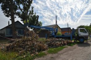 Опиловка деревьев ведется в ежедневном режиме