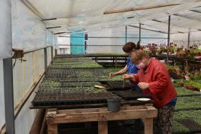 В Астрахани начинают высадку 600 тысяч цветов