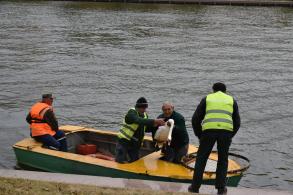 Астраханские лебеди отправились в новую зимнюю резиденцию
