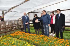 Цветы готовы к переезду из теплицы в городские парки и скверы