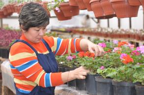 Тепличное хозяйство готовится к сезону озеленения-2016