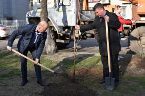 Высадка саженцев по ул. Савушкина