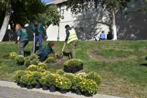 В Астрахани высаживают многолетние цветы 