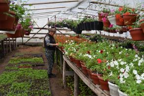 Городские цветы отправили зимовать в тепличное хозяйство