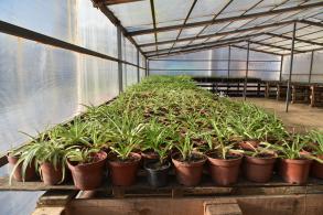 Весной в Астрахани высадят более пятисот тысяч цветов