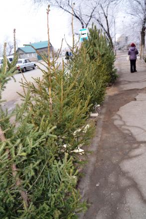 «Ёлочный базар-2015» скоро начнет свою работу