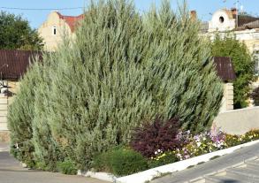 В Астрахани определят самый зеленый и благоустроенный двор