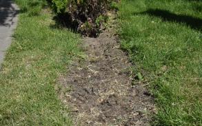 По факту кражи роз направлено обращение в правоохранительные органы