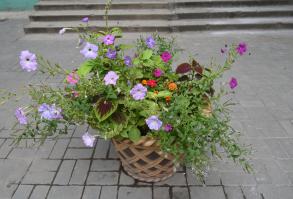 Самые красивые дворы будут отмечены дипломами администрации города