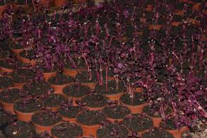 Для реализации рассады на Больших Исадах выбрана новая площадка