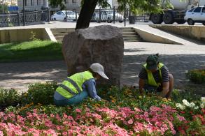 В Астрахани на территории школ опиливают аварийные деревья 