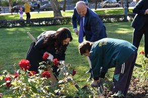 Администрация города продолжает работу по осенней высадке деревьев, кустарников и цветов