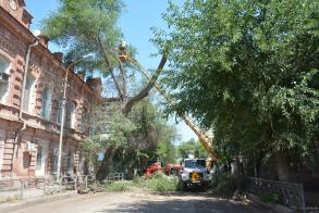 В Астрахани приступили к опиловке деревьев на ул. Калинина и Куйбышева