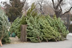 Определены места продажи хвойных деревьев к Новому году