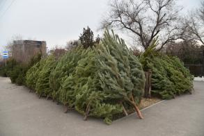 В Астрахани открылись елочные базары