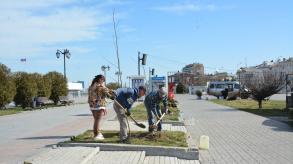 На набережной реки Волги высадили крупномерные деревья