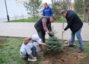 В Морском саду высадили дюжину елей