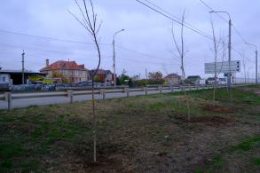 На Аэропортовском шоссе высадили клены