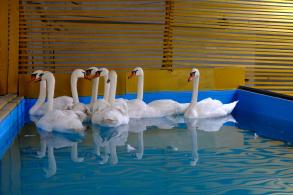 Птиц с Лебединого озера перевезли на зимовку в тепличное хозяйство 