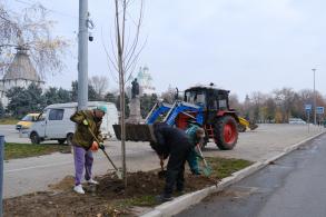 В Астрахани высадили около 500 крупномерных деревьев 