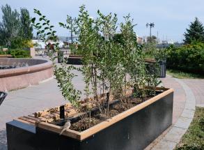 В Астрахани озеленители приступили к осенней высадке кустарников