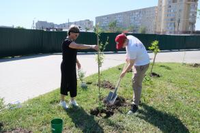 На аллее предпринимателей в парке АДК «Аркадия» высадили  деревья и кустарники
