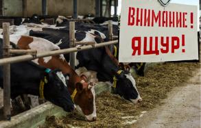 Осторожно, ящур!