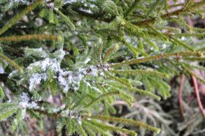 Определены места для ёлочных базаров