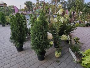 Астраханских предпринимателей приглашают принять участие в Фестивале цветов