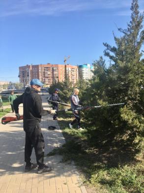 В Астрахани приводят в порядок хвойные деревья