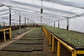 В тепличном хозяйстве Астрахани готовятся к весне