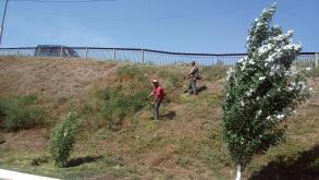 В районах города продолжают ликвидировать сорную растительность