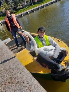 Астраханские лебеди отправились на зимовку в теплицу
